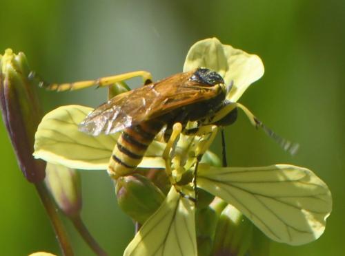 Elinora baetica dominiquei